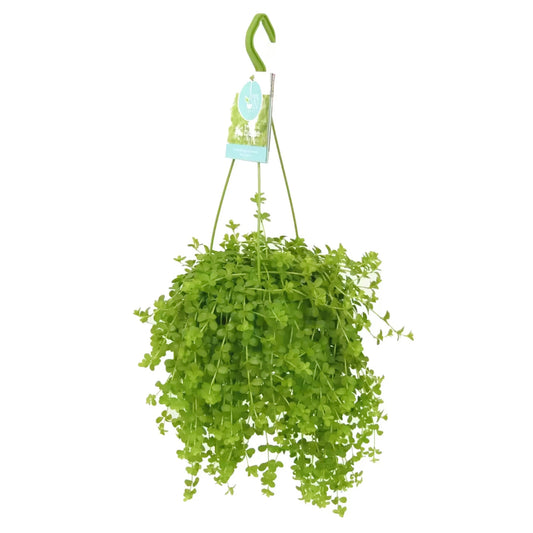 Peperomia | Isabelle | 