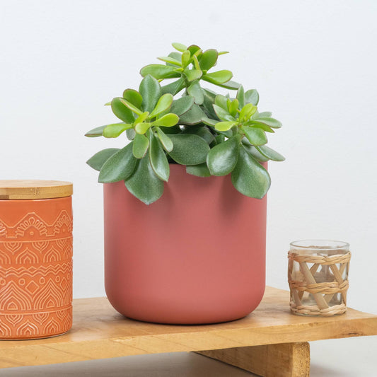 Jade Plant | Minerva | 