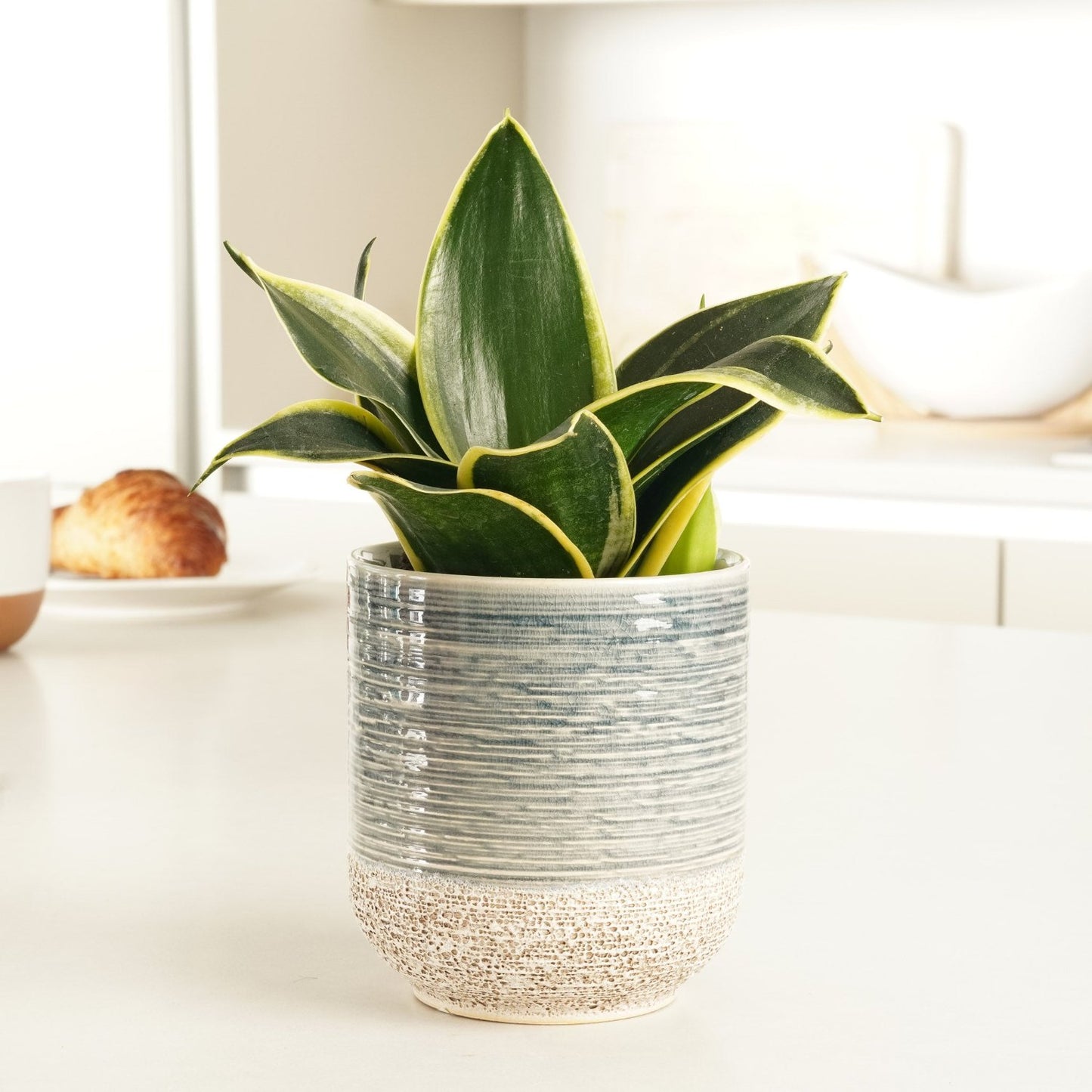 jade pagoda plant Snake Plant | Jade Pagoda