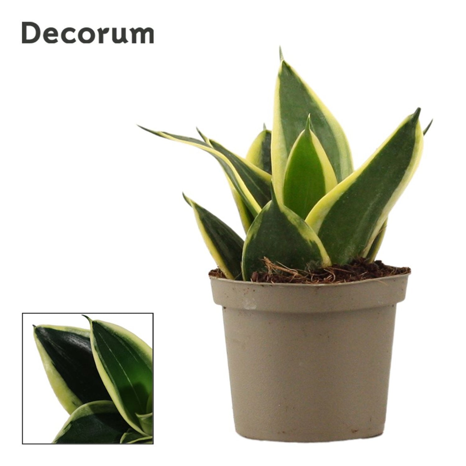 jade pagoda snake plant Snake Plant | Jade Pagoda