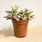 Pink Mother Of Thousands | Pink Butterfly | Hard To Find