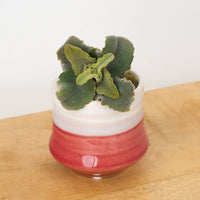 A beautiful Kalanchoe 'Maltese Cross' succulent houseplant in a ceramic decorative red and white pot.