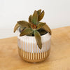 A lovely succulent Kalanchoe Panda Plant in a ceramic decorative pot.