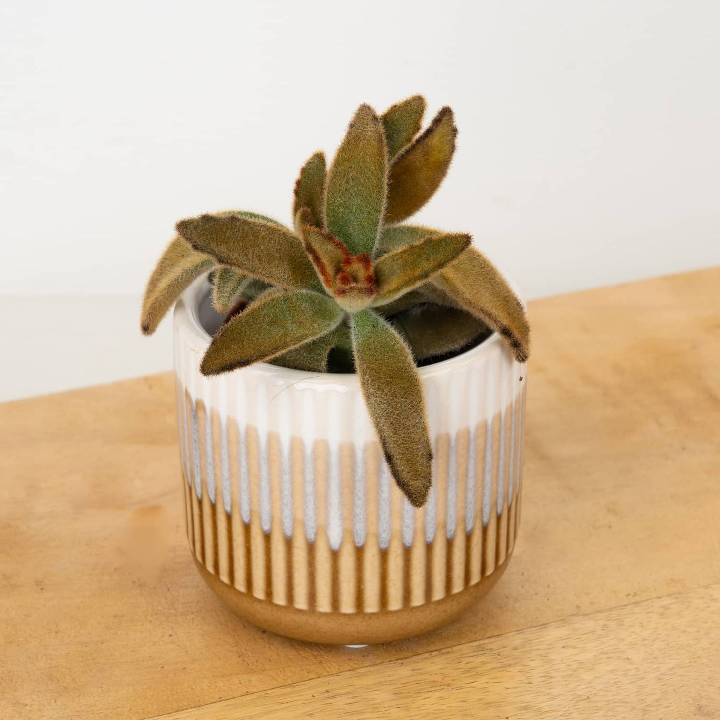 Panda Plant | Coffee Bean