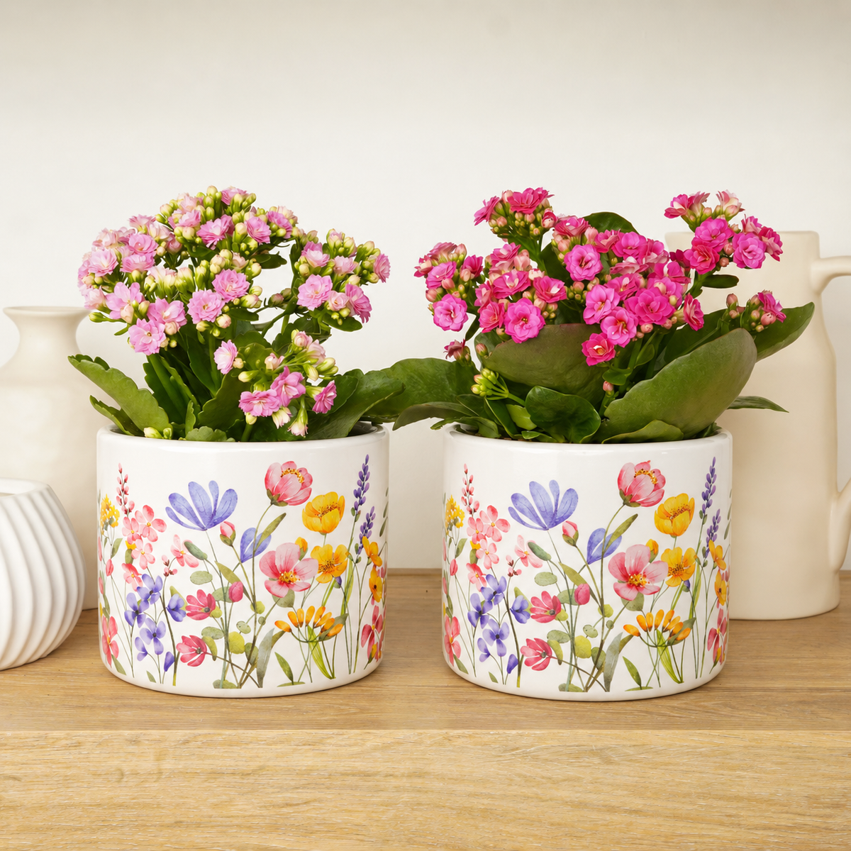 Kalanchoe Pink Serenity Duo | Plant Bundle