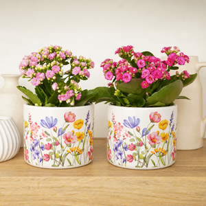 Kalanchoe Pink Serenity Duo | Plant Bundle - Indoor Plant