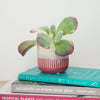 A variegated Kalanchoe 'Red Lips Albo' succulent houseplant in a ceramic pot, sat atop three plant care books.