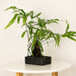 Kangaroo Fern On Lava