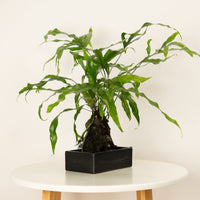 A captivating Kangaroo Fern on Lava houseplant - wonderfully distinct and great for gifting, these arrive in a cosy rustic container to protect and secure the lava rock they grow on. This plant is shown sitting on a white wooden table.