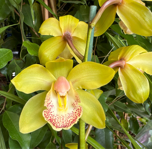 Cymbidium Orchid | Lemon | 