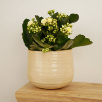 A charming 'Lemon' Kalanchoe in a cosy rounded decorative ceramic pot sold separately. Admired for their vibrant yellow flowers and emerald green leaves, these are a must-have plus great for gifting!