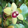 A stunning Lemon Lime Orchid - perfect for brightening up your living spaces or gifting to a loved one! 