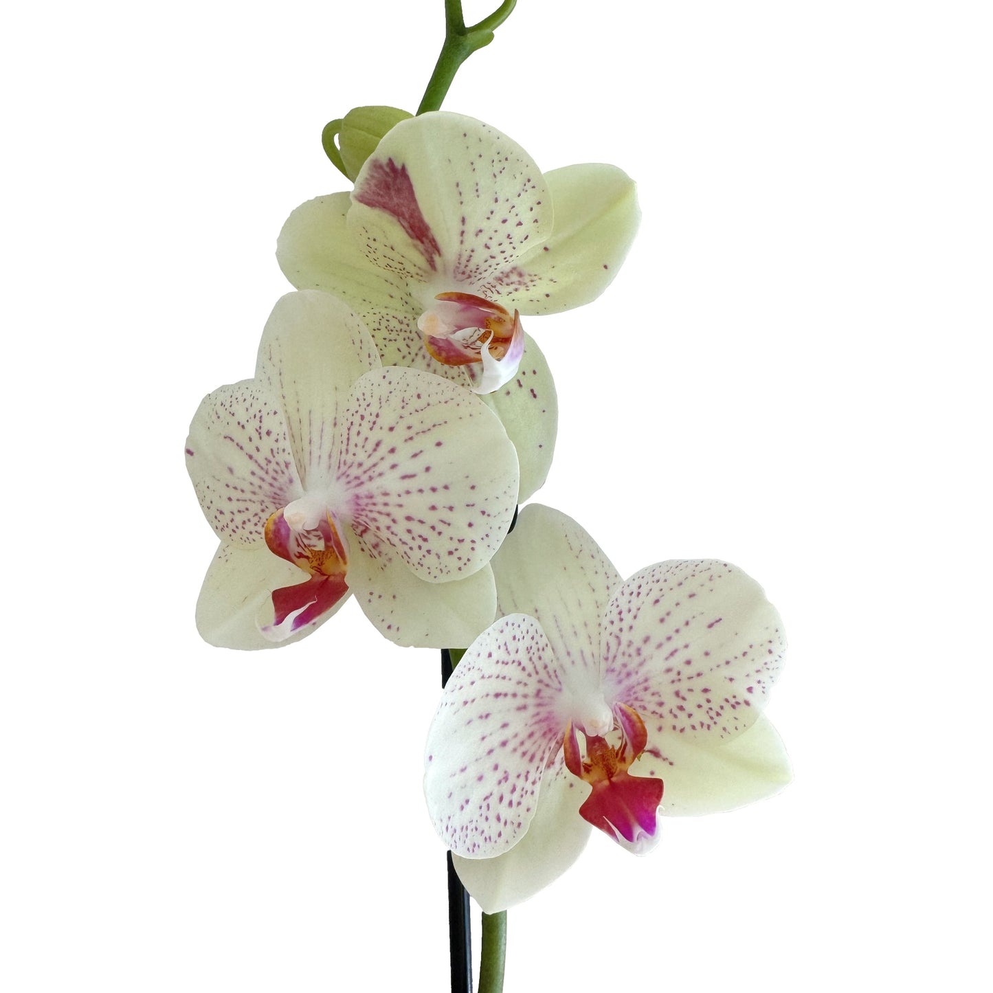Phalaenopsis Orchid | Lemon Roulade