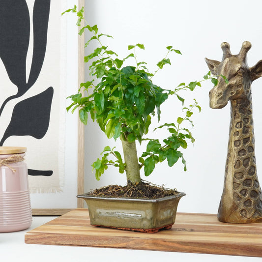 Ligustrum | Bonsai | Ficus & Fig Plants
