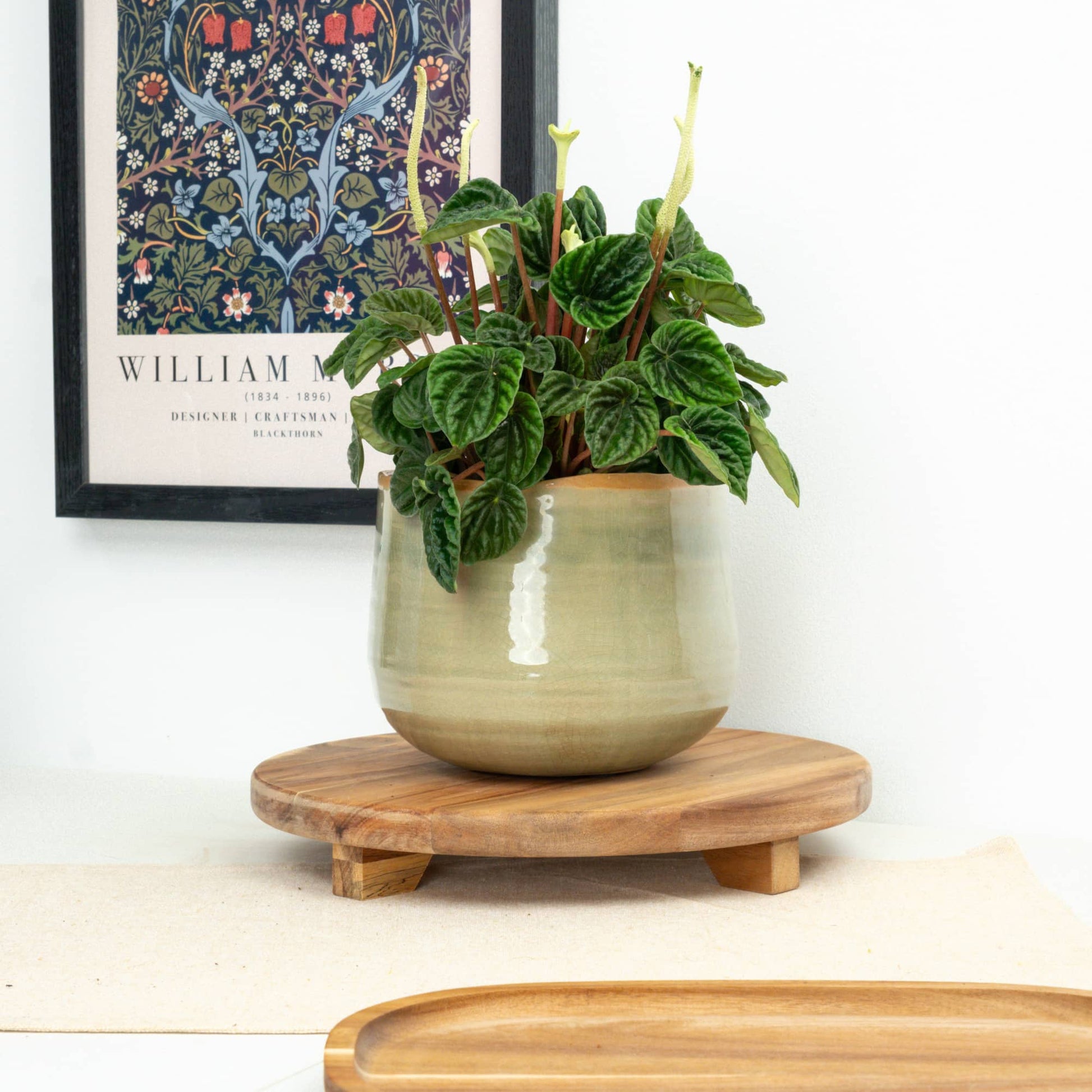 Peperomia | Lillian Ripple