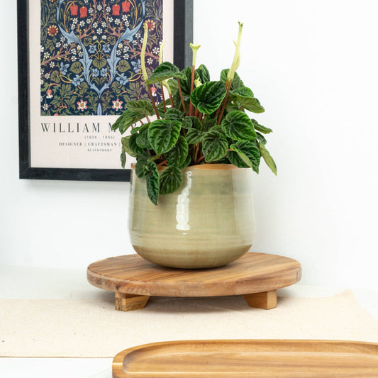 Peperomia | Lillian Ripple | 