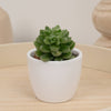 A cute Little Missy Succulent plant in a decorative ceramic white pot - sold separately. This variety is ideal for beginners due to its low maintenance! 