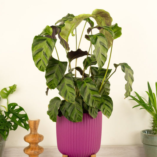 Prayer Plant | Louisae | Green Star | Indoor Plants