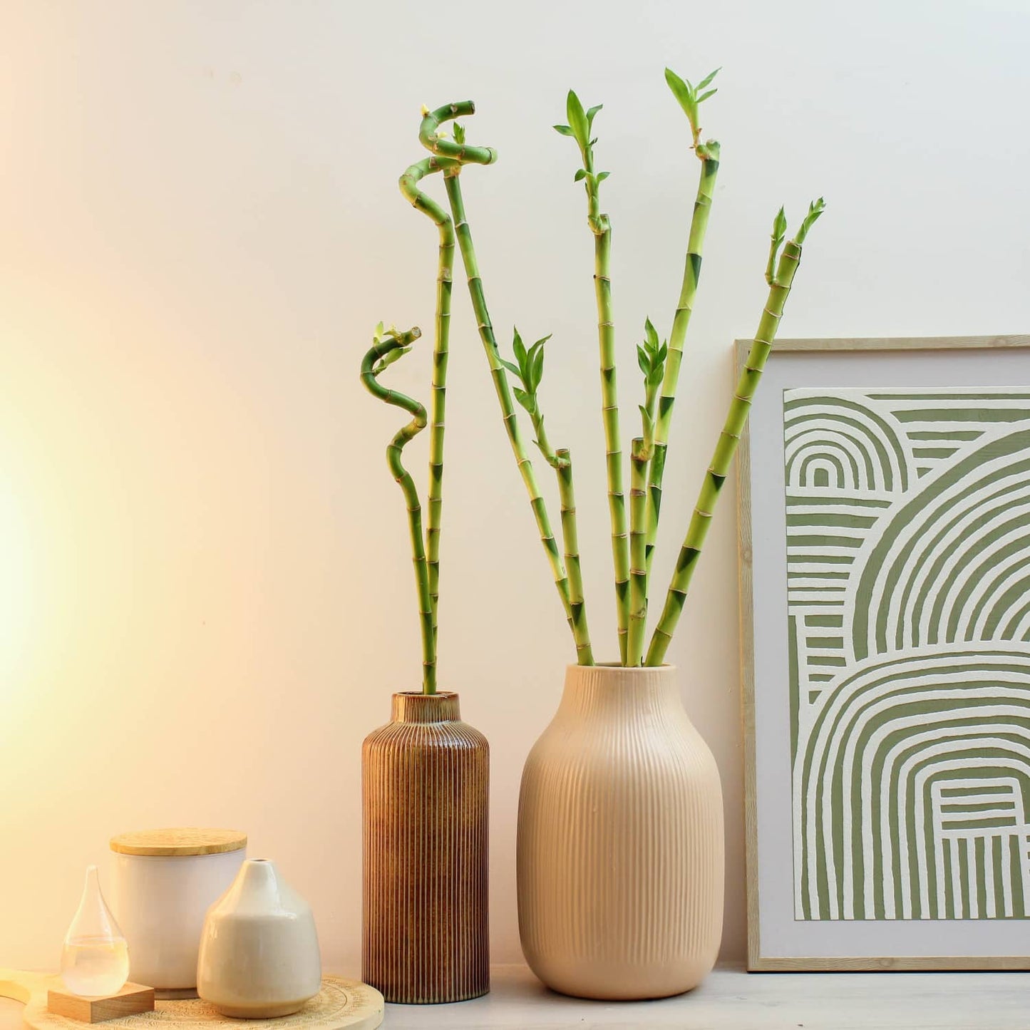large lucky bamboo stalks Lucky Bamboo