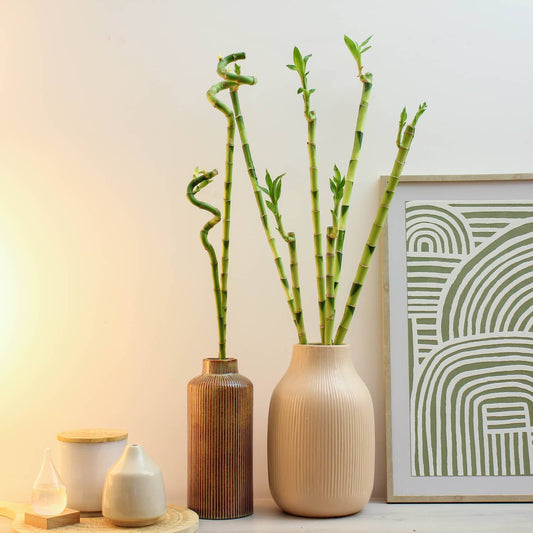 Lucky Bamboo | Indoor Plants