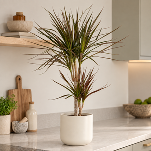 Dragon Tree | Magenta - Indoor Plant