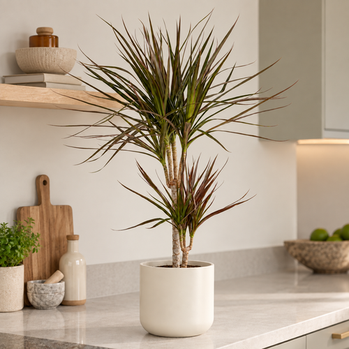 Dragon Tree | Magenta