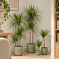 Dragon Tree | Marginata
