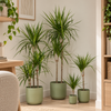 Dragon Tree | Marginata