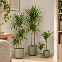 Dragon Tree | Marginata