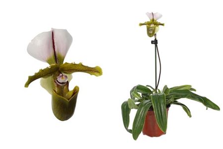 Venus Slipper Orchid | Surprise Variety! | Rare Orchid
