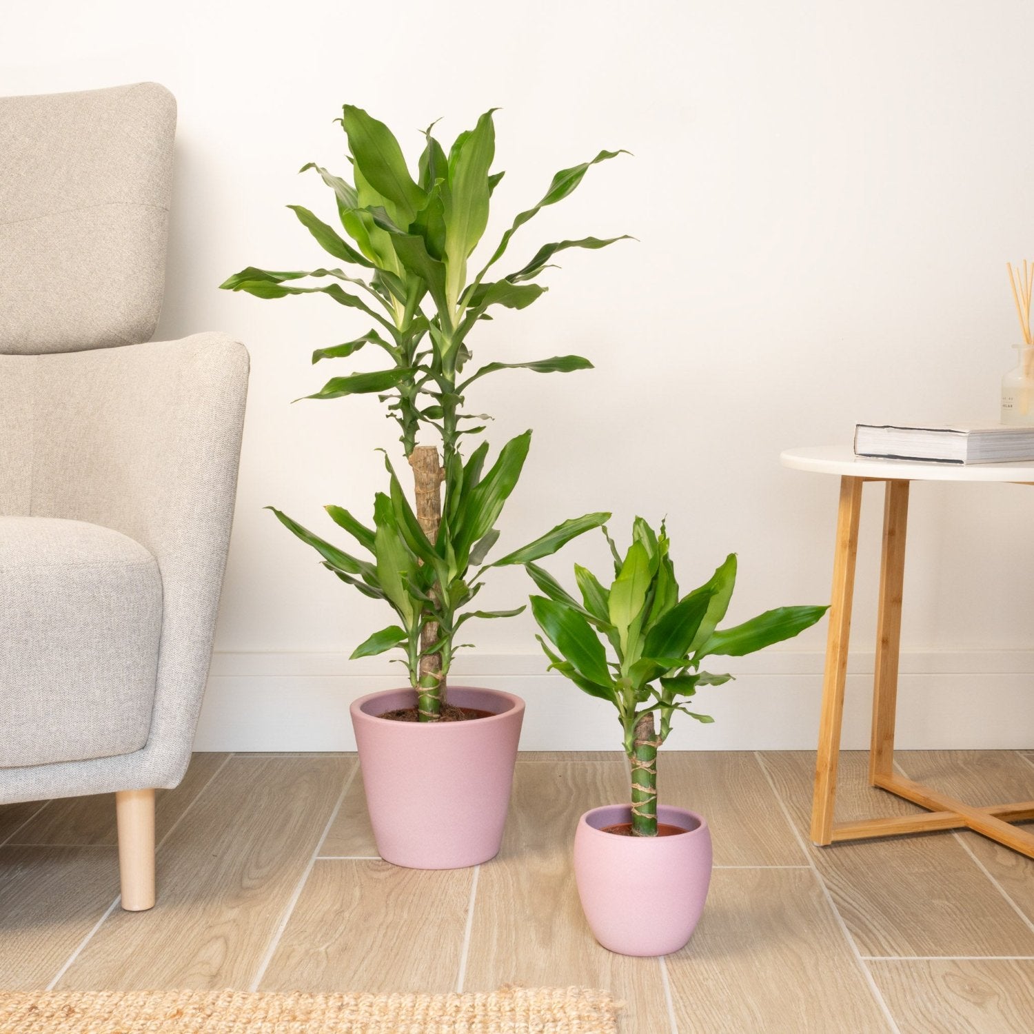 dracaena fragrans dragon Madagascar Dragon Tree