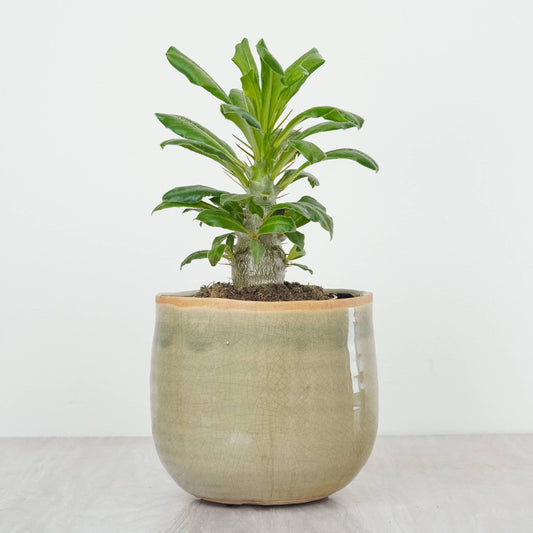 Madagascar Palm | Saundersii | Small Plants & Tot Pots