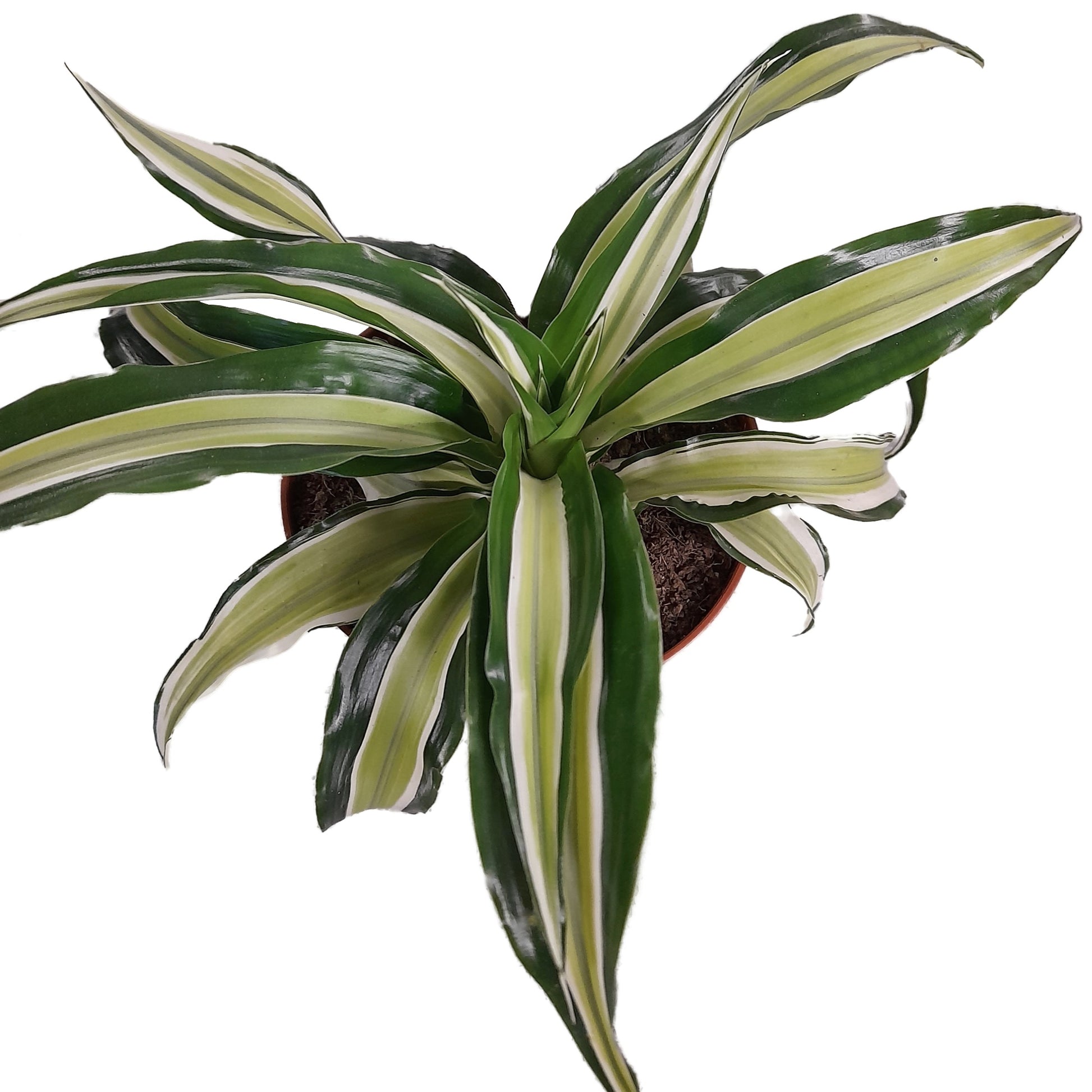 dracaena fragrans malaika Corn Plant | Dracaena Malaika