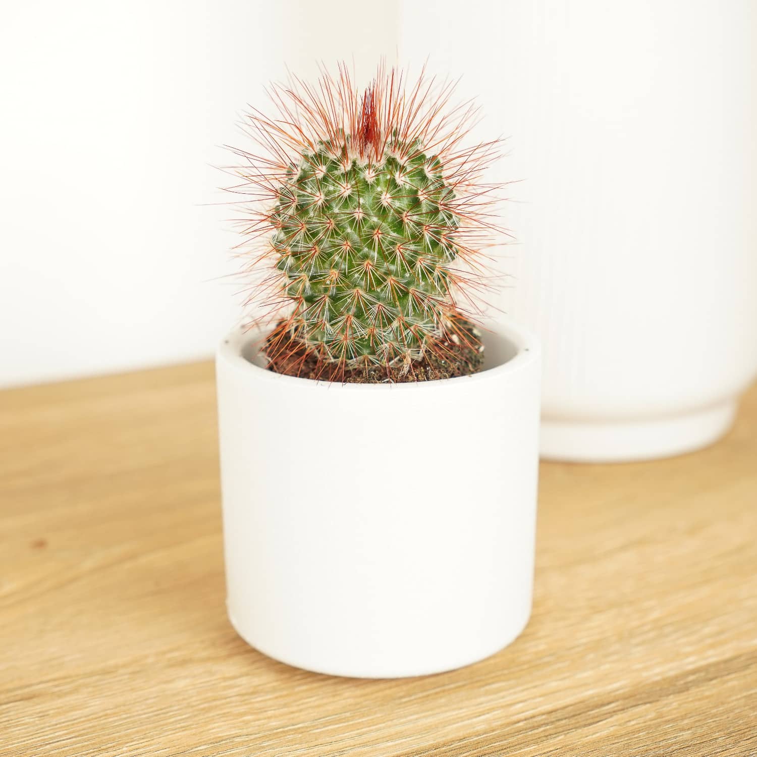 Red Sphere Cactus