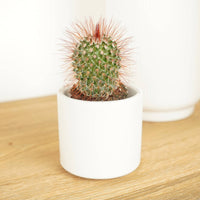 A stunning Mammillaria Ernestii Rubra Cactus - also known as the Red Sphere Cactus - in a cosy white decorative pot. A superb pick for beginners, they are admired for their distinct cylindrical look, vibrant spines, and easy care requirements. A must-have if you're looking to start your very own indoor jungle!