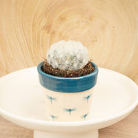 A stunning Mammillaria Plumosa - also known as the 'Feather Cactus' in a sold-separately decorative ceramic pot. Best identified through its distinct white feathery spines, these are great for beginners, ideal for decorating & sure to inspire!