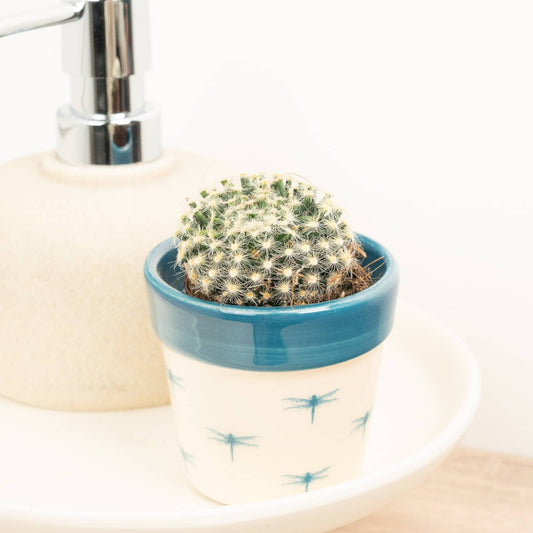 Mammillaria Schiedeana | 