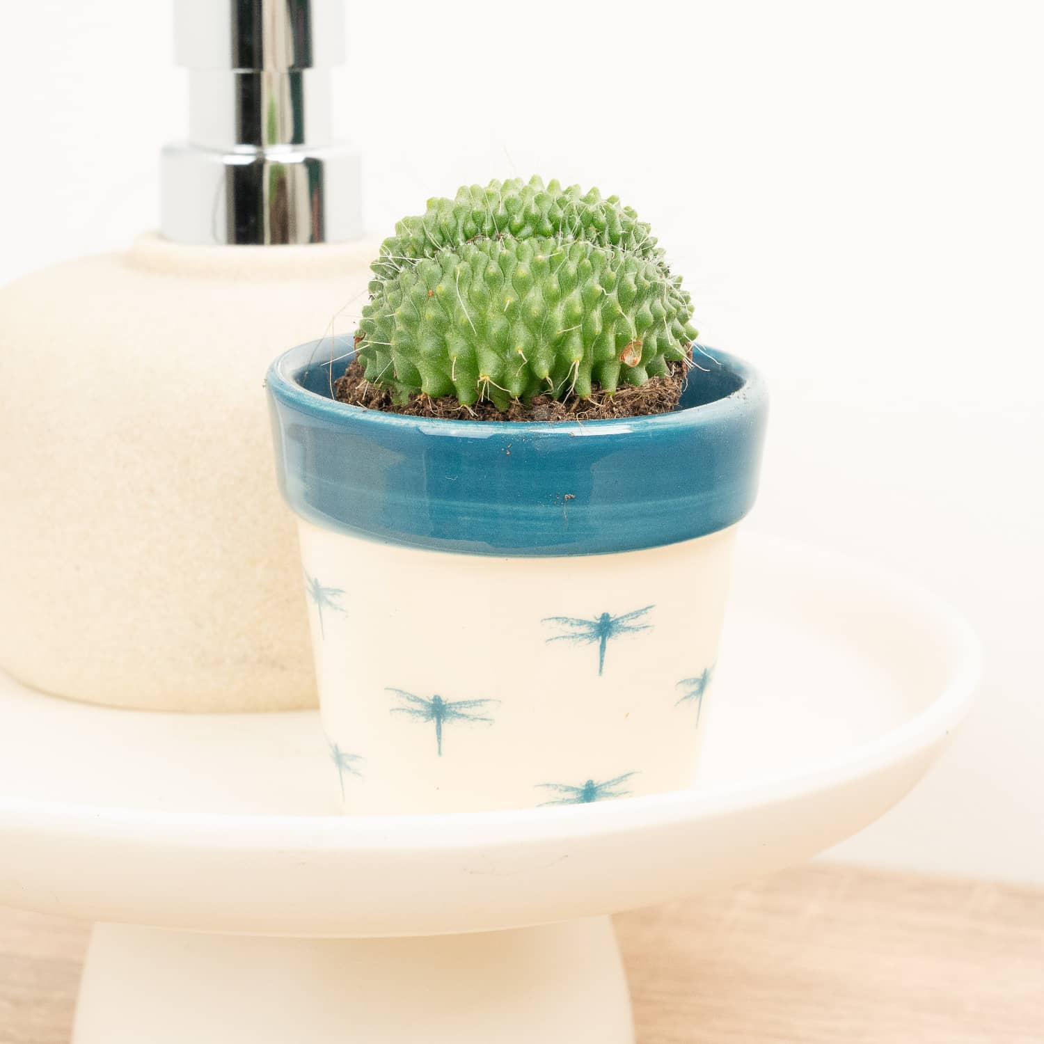 Crested Cactus