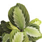 Prayer Plant | Silverband Exclusive Grey | Rare Plant
