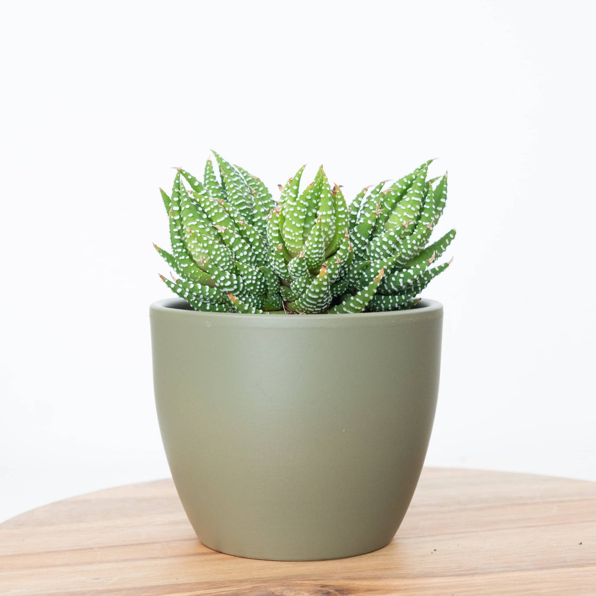 Zebra Cactus | Margaritifera