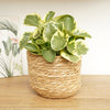 A captivating Peperomia Obtusifolia Variegata Baby Rubber Plant - great for beginners and sure to inspire with their distinct variegated green-yellow foliage. Pot shown sold separately.