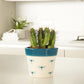 Milk Barrel Cactus