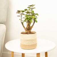 A stunning Ming Aralia house plant - perfect for brightening up your spaces with a tropical touch & gifting to loved ones!