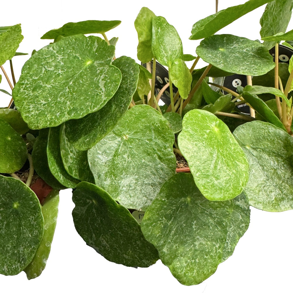 money plant care uk Chinese Money Plant | Sugar