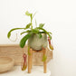 Monkey Jars | Alata