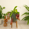 These stunning Nepenthes 'Alata' plants - more commonly known as 'Monkey Jars' are a delightful carnivorous, pet-friendly variety that are great for gifting, and superb for adding a tropical touch to all sorts of spaces! Fun and rewarding to care for, these are great for helping get rid of flies in your kitchen or bathroom and are sure to spark inspiration, encourage positivity and cultivate a peaceful environment. They're also known as 'Pitcher Plants.' - Decorative pots sold separately.