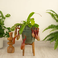 These stunning Nepenthes 'Alata' plants - more commonly known as 'Monkey Jars' are a delightful carnivorous, pet-friendly variety that are great for gifting, and superb for adding a tropical touch to all sorts of spaces! Fun and rewarding to care for, these are great for helping get rid of flies in your kitchen or bathroom and are sure to spark inspiration, encourage positivity and cultivate a peaceful environment. They're also known as 'Pitcher Plants.' - Decorative pots sold separately.