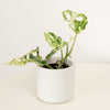 An adorable 'Frozen Freckles' Monkey Mask Monstera houseplant in a smooth white ceramic pot sold separately. An incredible variety that is sure to inspire, these are perfect for gifting and for adding a tropical flourish wherever they may go.