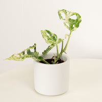 An adorable 'Frozen Freckles' Monkey Mask Monstera houseplant in a smooth white ceramic pot sold separately. An incredible variety that is sure to inspire, these are perfect for gifting and for adding a tropical flourish wherever they may go.