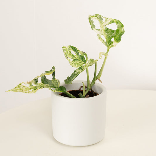 Monkey Mask | Frozen Freckles | Rare Plant | Exotic & Tropical Plants